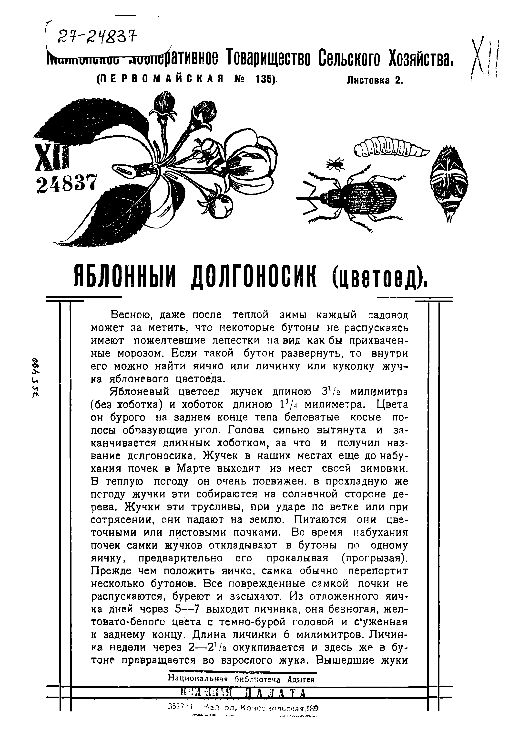 Яблонный долгоносик (цветоед)